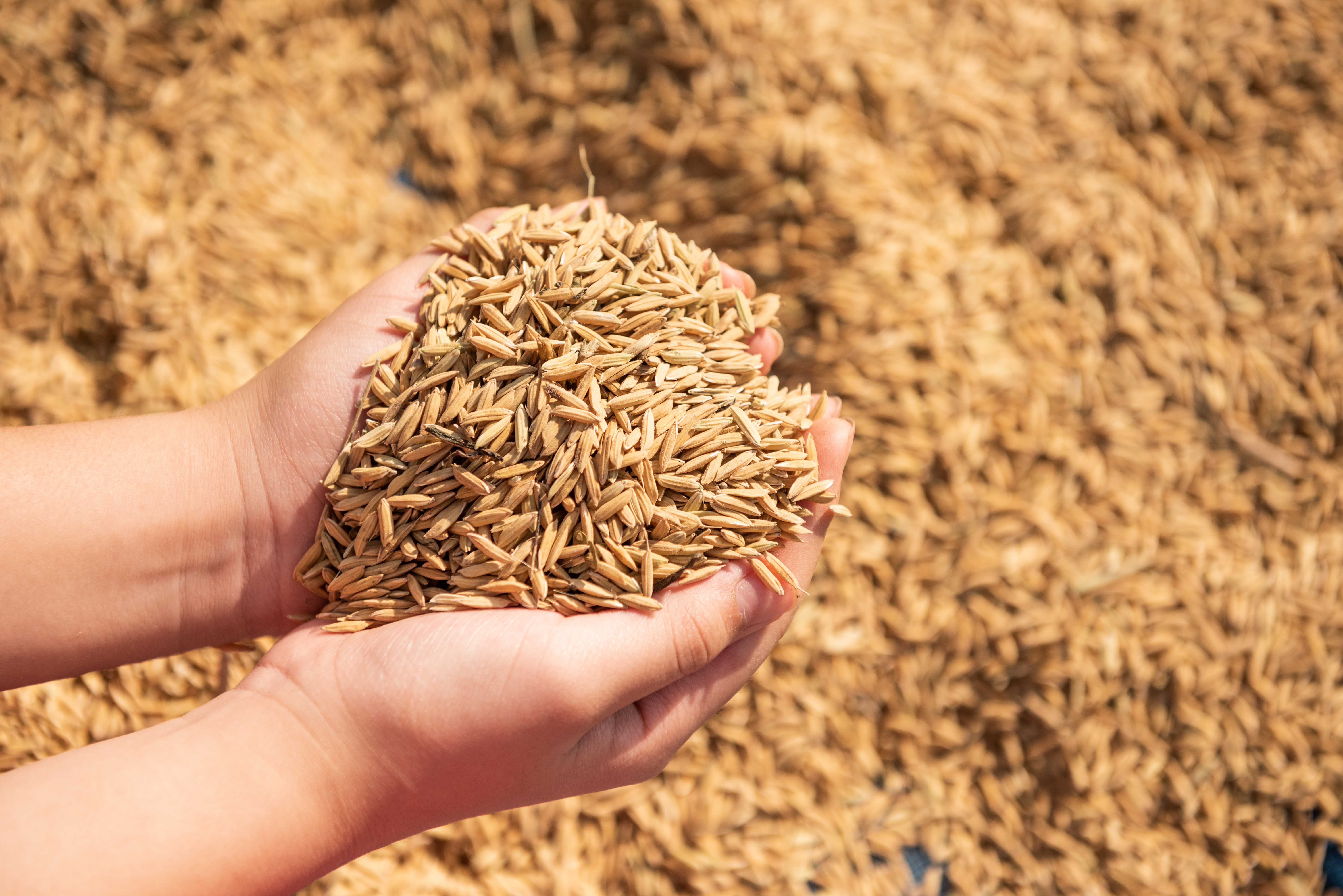 Grain